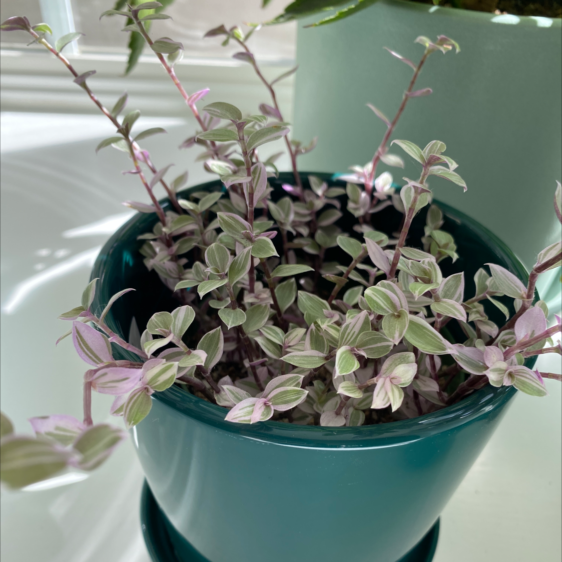 Callisia Pink Panther plant in a teal pot with vibrant pink and green leaves.
