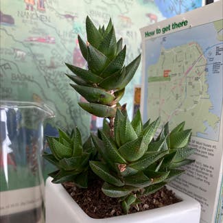 Haworthiopsis coarctata plant in San Francisco, California