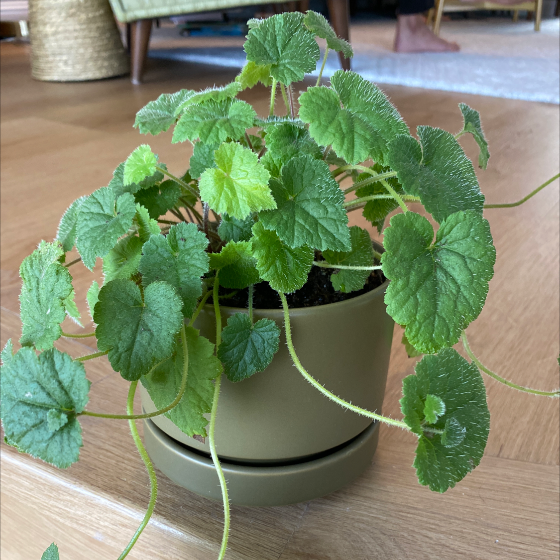 Pick-a-Back-Plant in a pot with healthy green leaves.