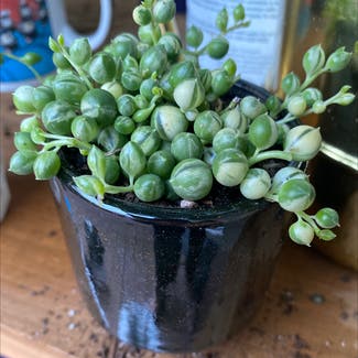 Variegated String of Pearls plant in San Francisco, California