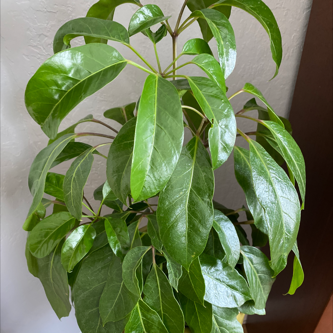 Healthy Alpine Schefflera plant with glossy green leaves.