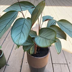 Never Never Plant 'Grey Star' plant