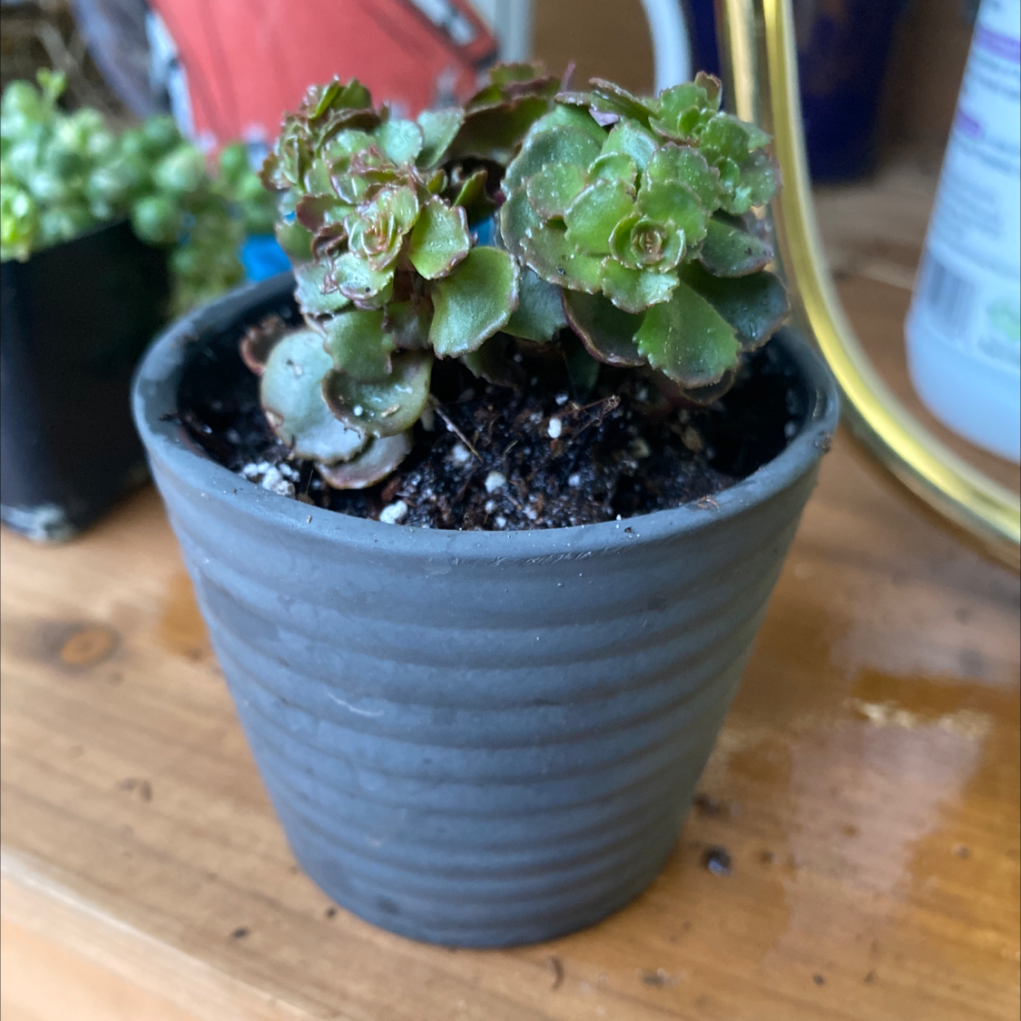 Photo of the plant species Two-Row Stonecrop by @erinly named Hilda on Greg, the plant care app