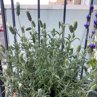 Lavender plant in San Francisco, California