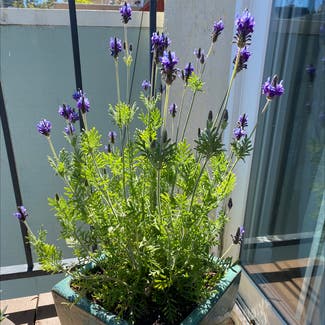 Fernleaf Lavender plant in San Francisco, California
