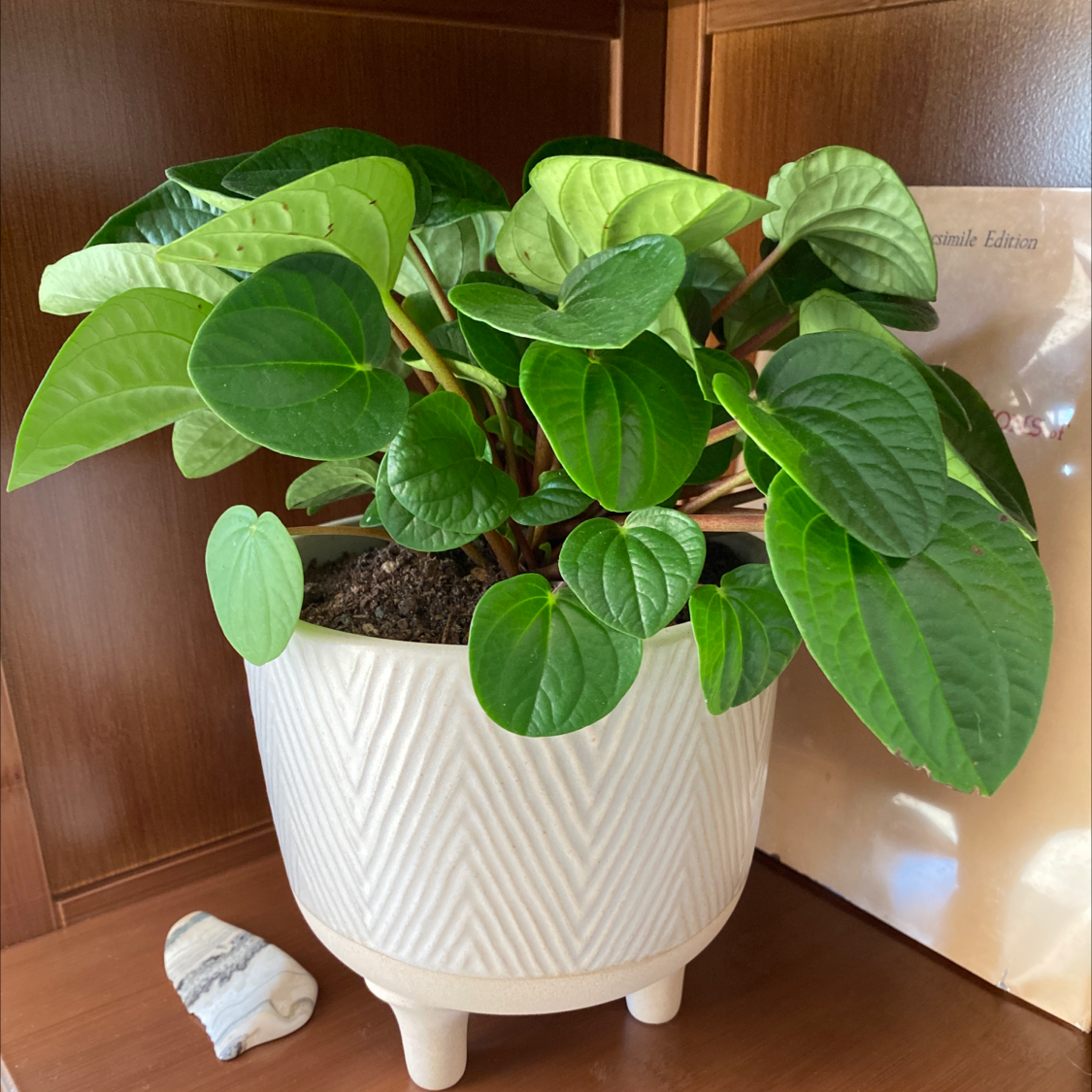 Healthy Rana Verde Peperomia plant in a white pot on a wooden shelf.