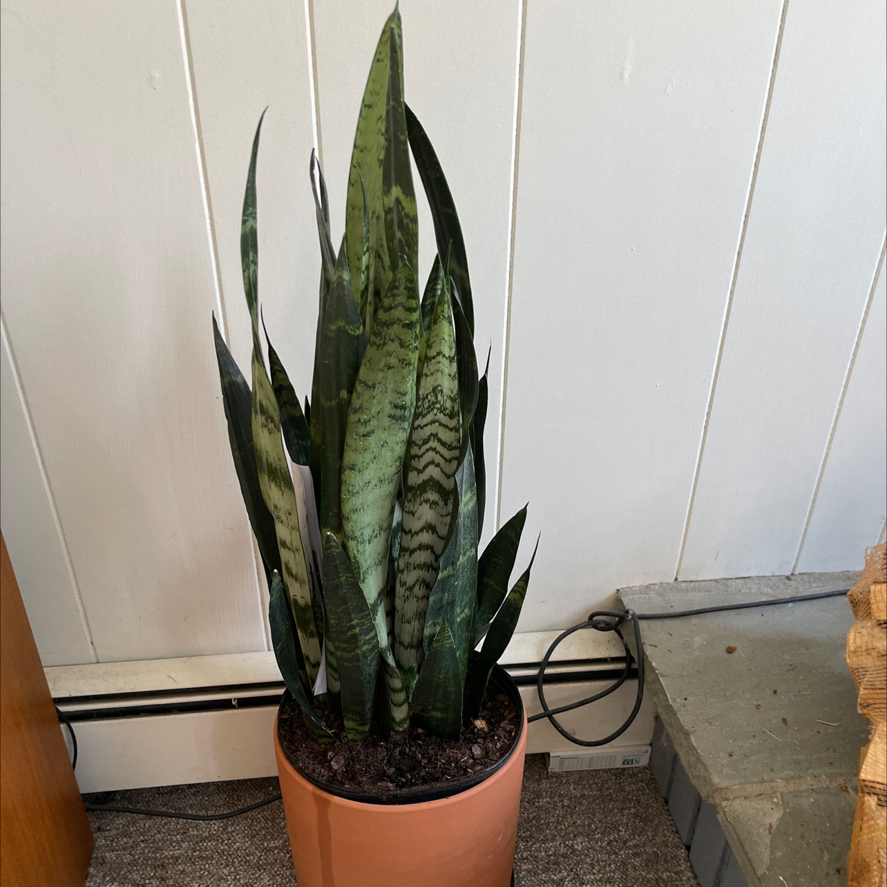 Zeylanica Snake Plant in a pot indoors, healthy with upright variegated leaves.