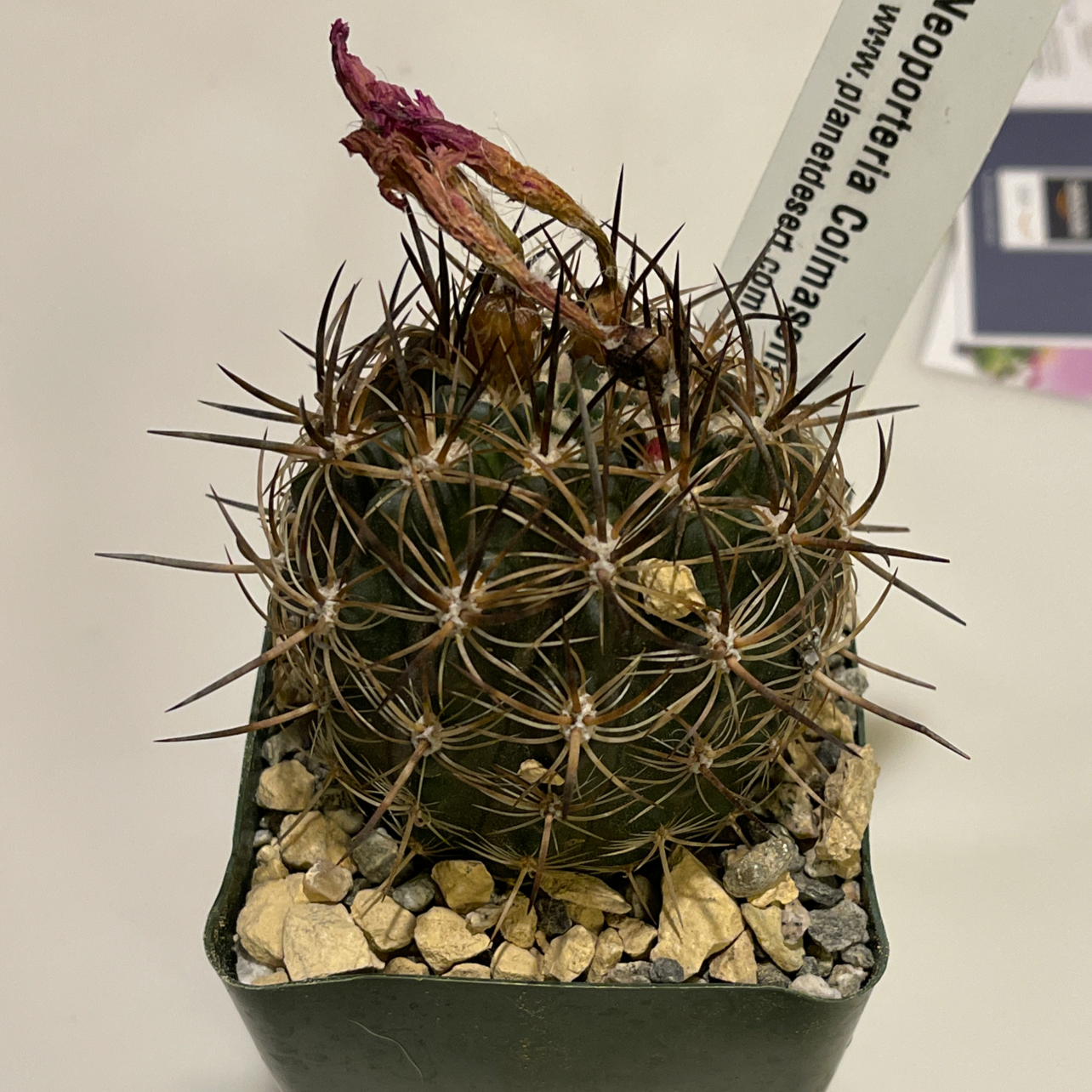 Photo of the plant species Neoporteria multicolor by @willpie named Achilles on Greg, the plant care app