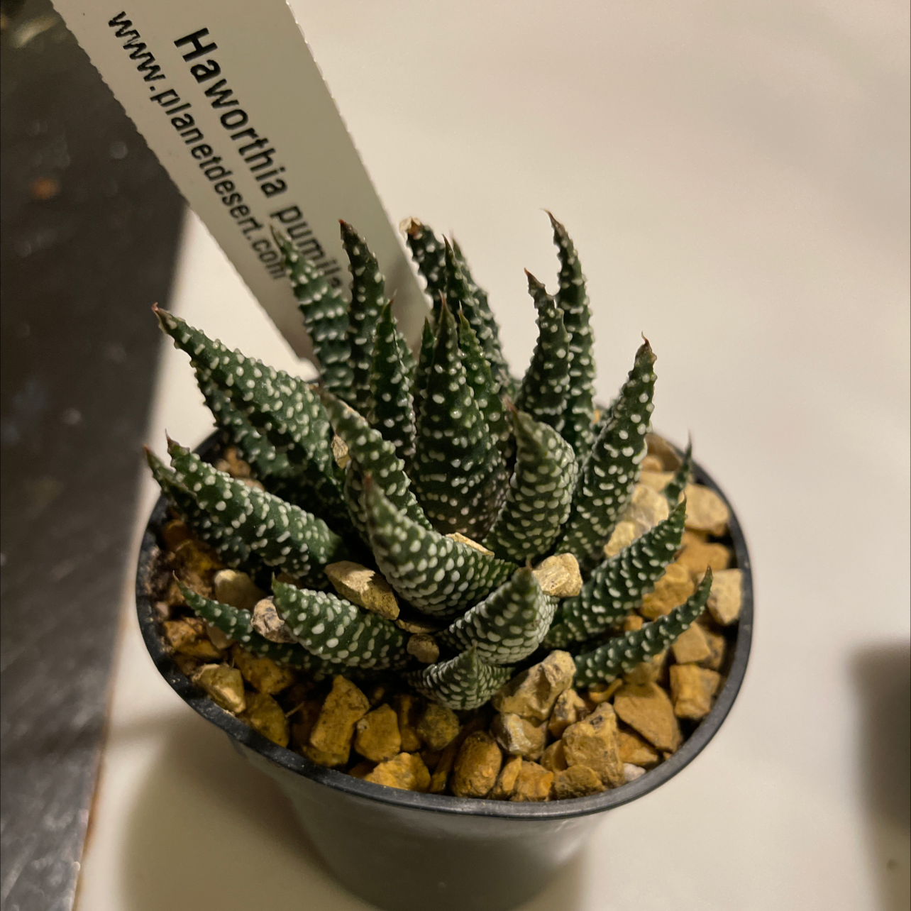 Photo of the plant species Pearl Plant by @willpie named Plato on Greg, the plant care app