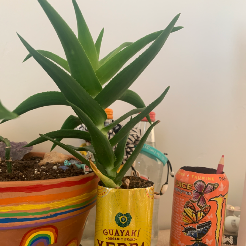 Climbing Aloe plant in a repurposed can next to another plant in a colorful pot.