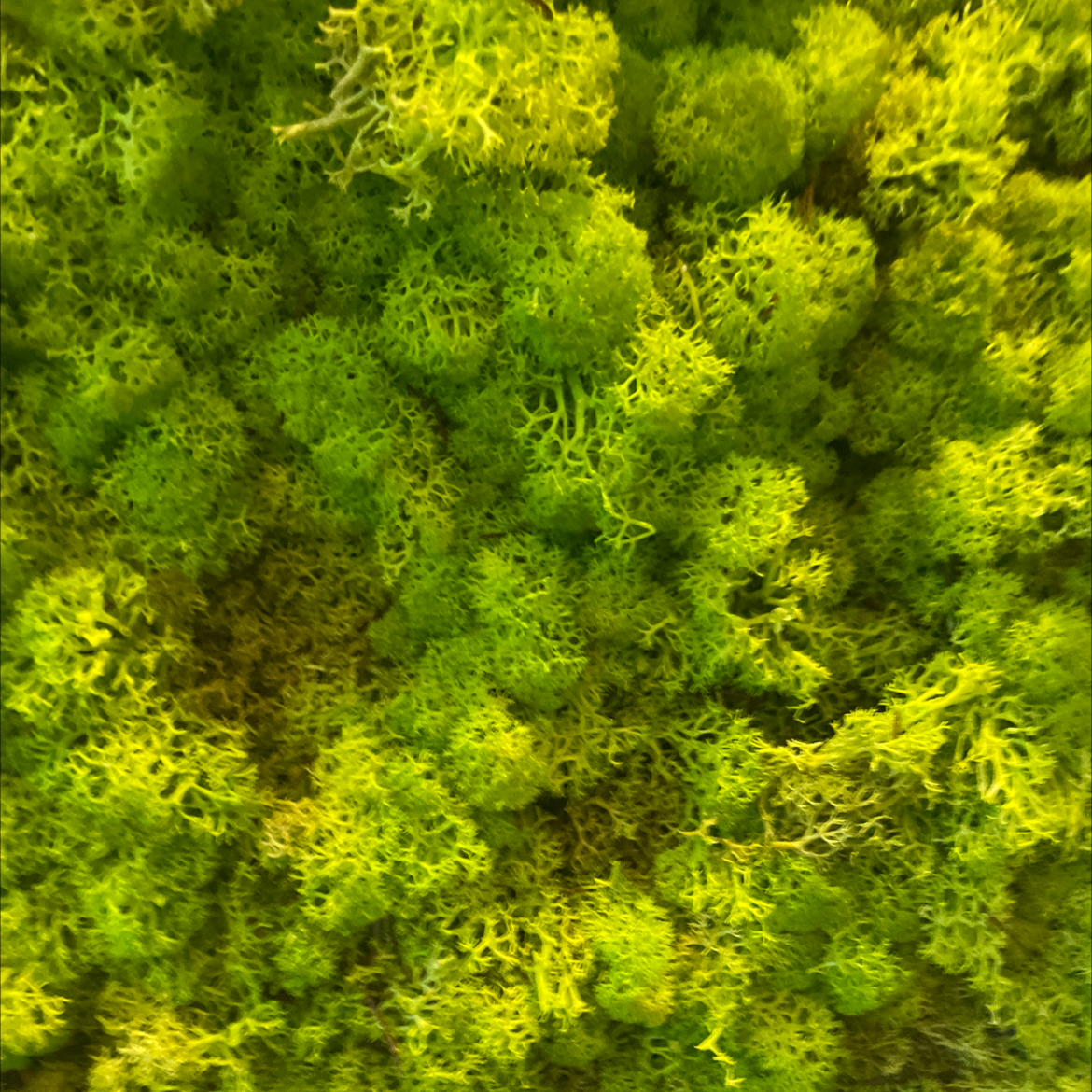 Photo of the plant species Wolf lichen by @SirWateroak named Sahara on Greg, the plant care app