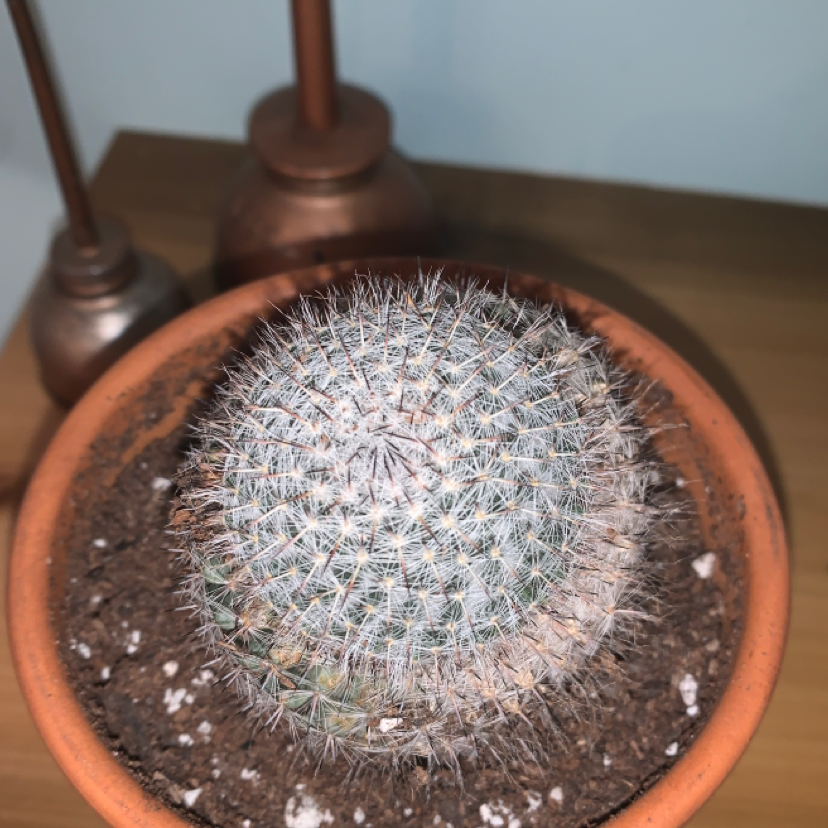 Potted Mammillaria Haageana cactus with dense spines, healthy appearance.