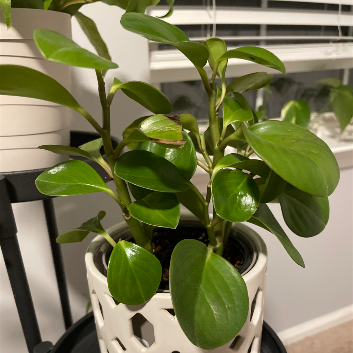 Baby Rubber Plant plant photo by @PremiumAlula named Hector on Greg, the plant care app.