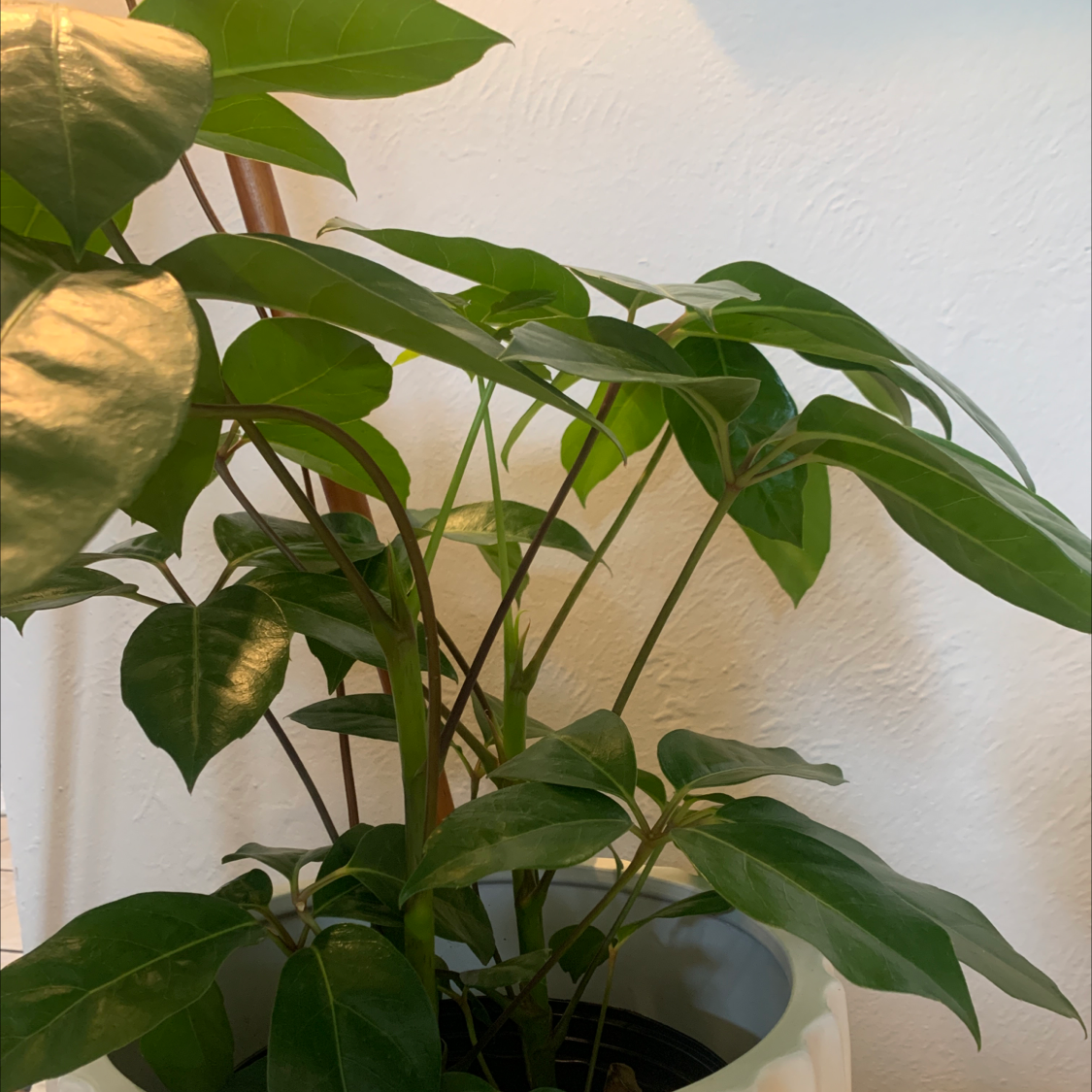Healthy Octopus Tree plant with green leaves in a white pot.