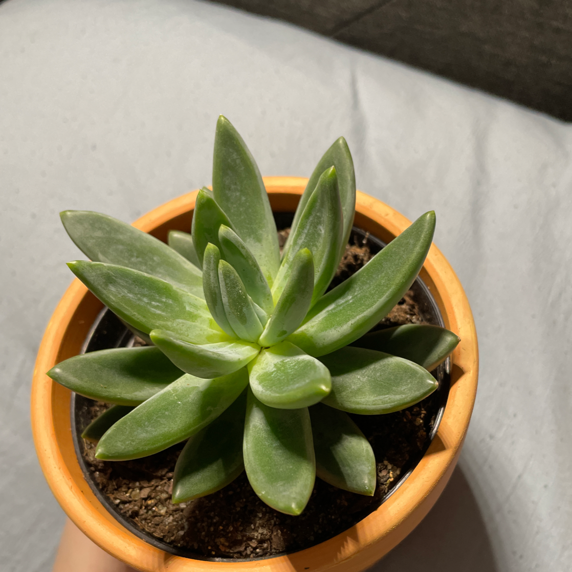 Lipstick Echeveria plant photo by @audae named Alfred on Greg, the plant care app.