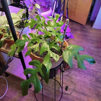 Mini Monstera plant in Salt Lake City, Utah
