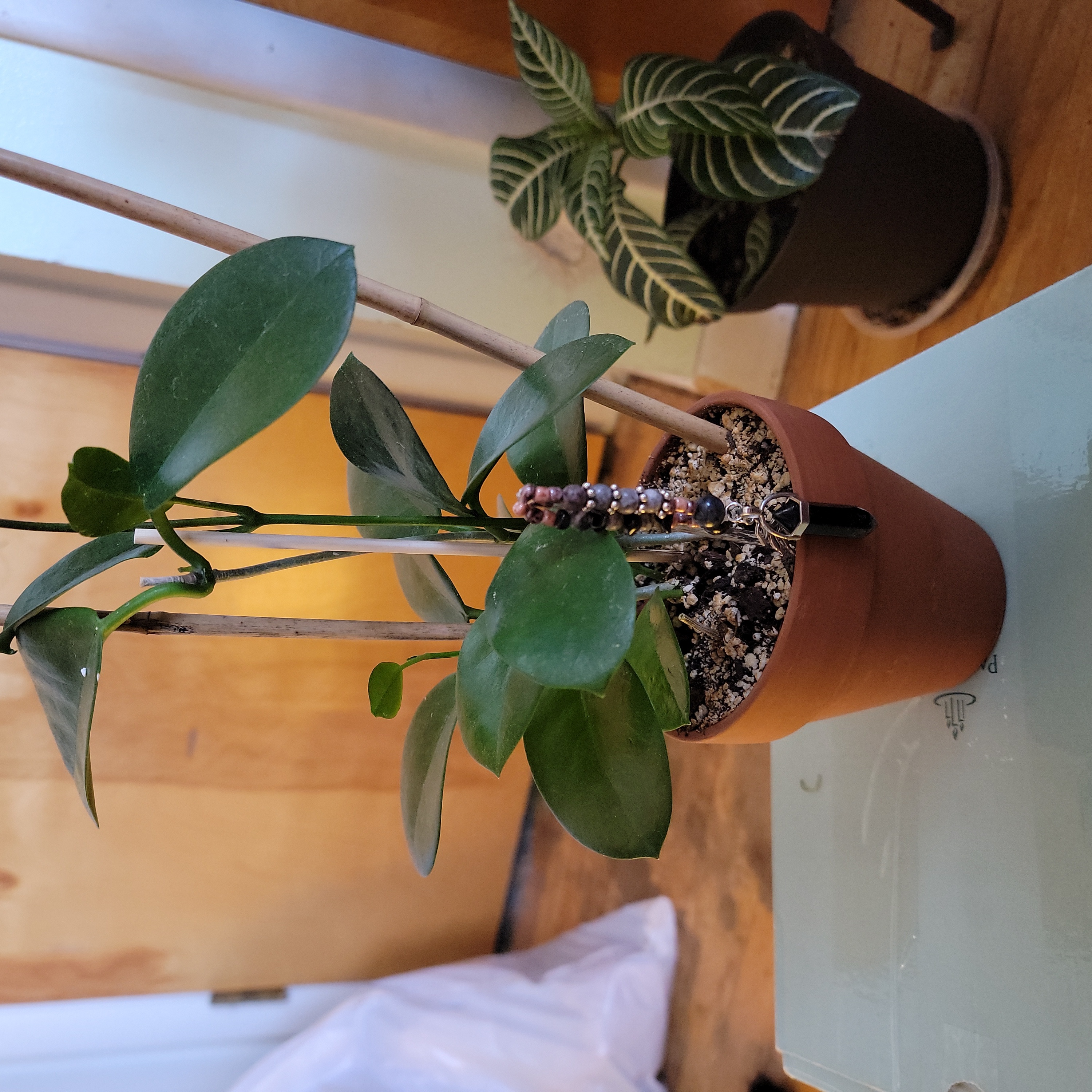 Potted Hoya australis 'Bordvare' plant with green leaves, supported by stakes.