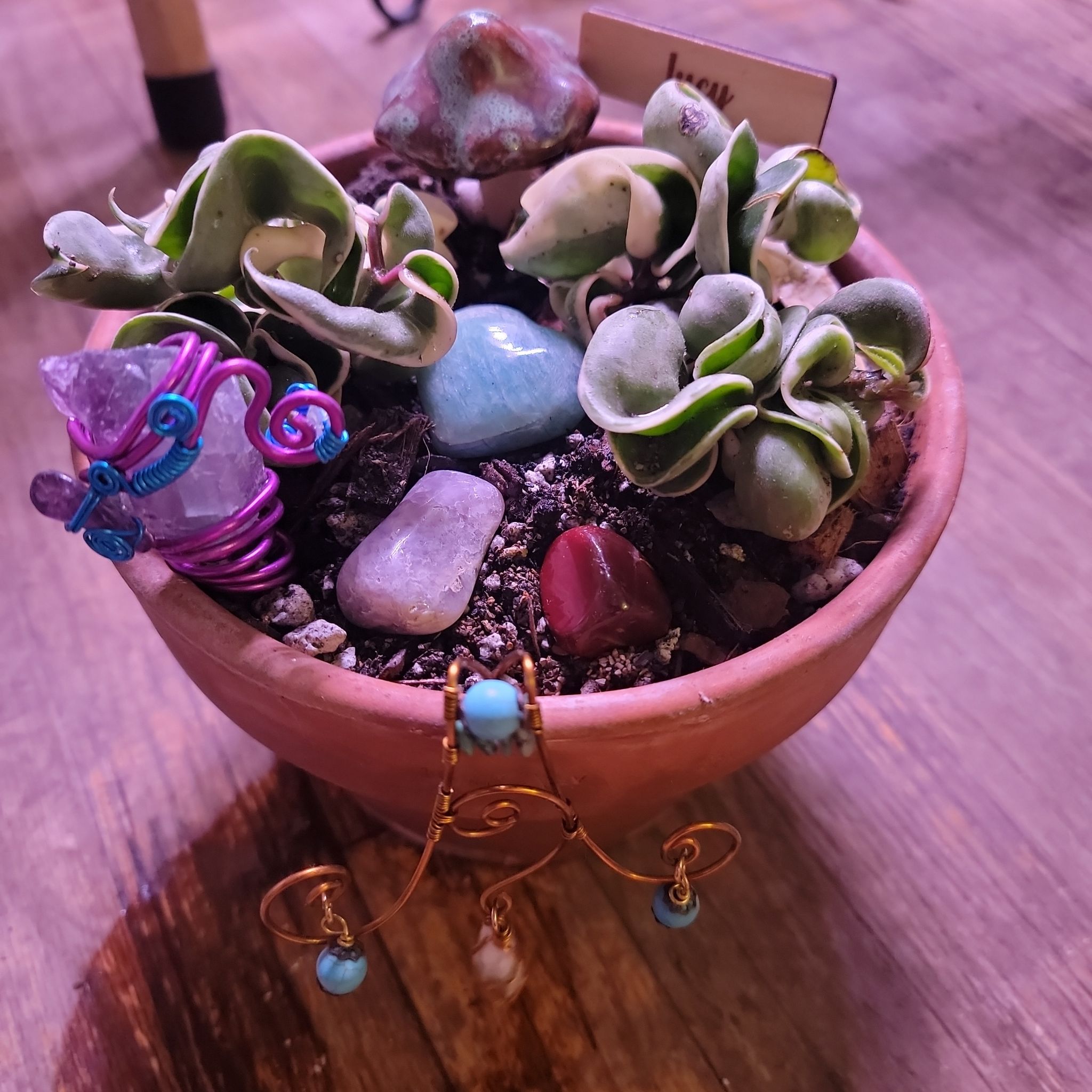 Variegated Hoya wayetii plant in a pot with decorative stones and crystals.