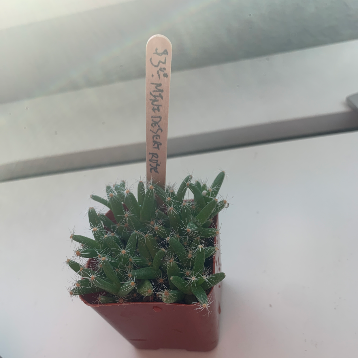 Miniature Desert Rose plant in a small pot with a label.
