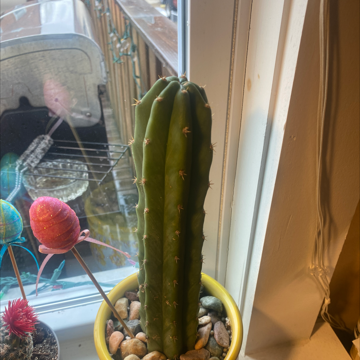 San Pedro Cactus in a yellow pot with pebbles, placed by a window.