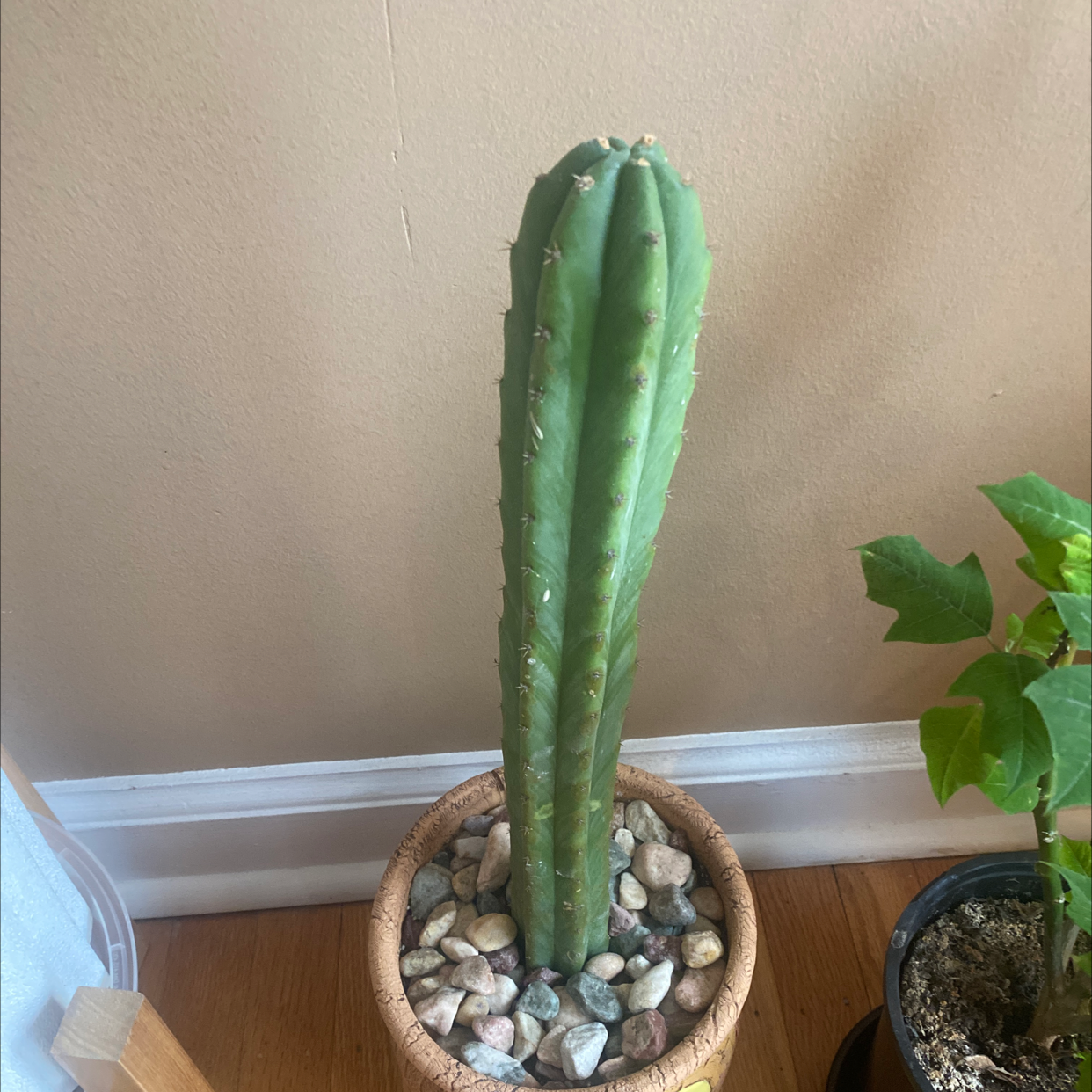 Photo of the plant species San Pedro Cactus by @ZanyPuka named Your plant on Greg, the plant care app