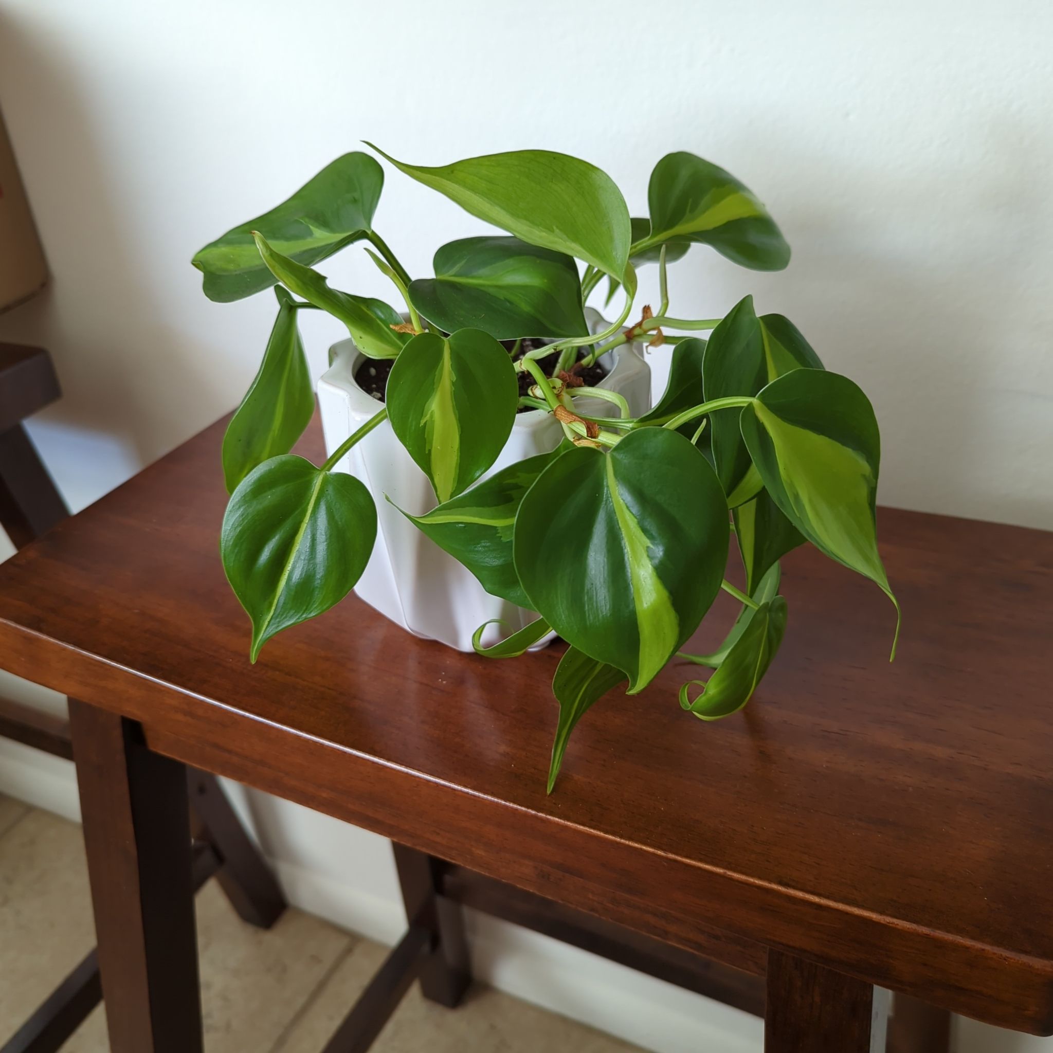Photo of the plant species Philodendron Brasil by @riggs713 named 14 on Greg, the plant care app