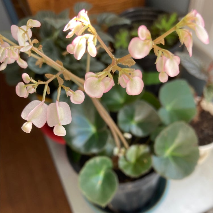 Strawberry Begonia plant with flowers and healthy green leaves.