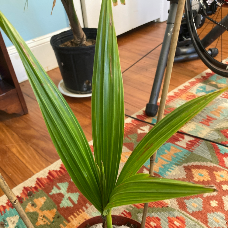 Healthy Kentia Palm with lush green fronds, well-cared for and thriving, centered on colorful rug.
