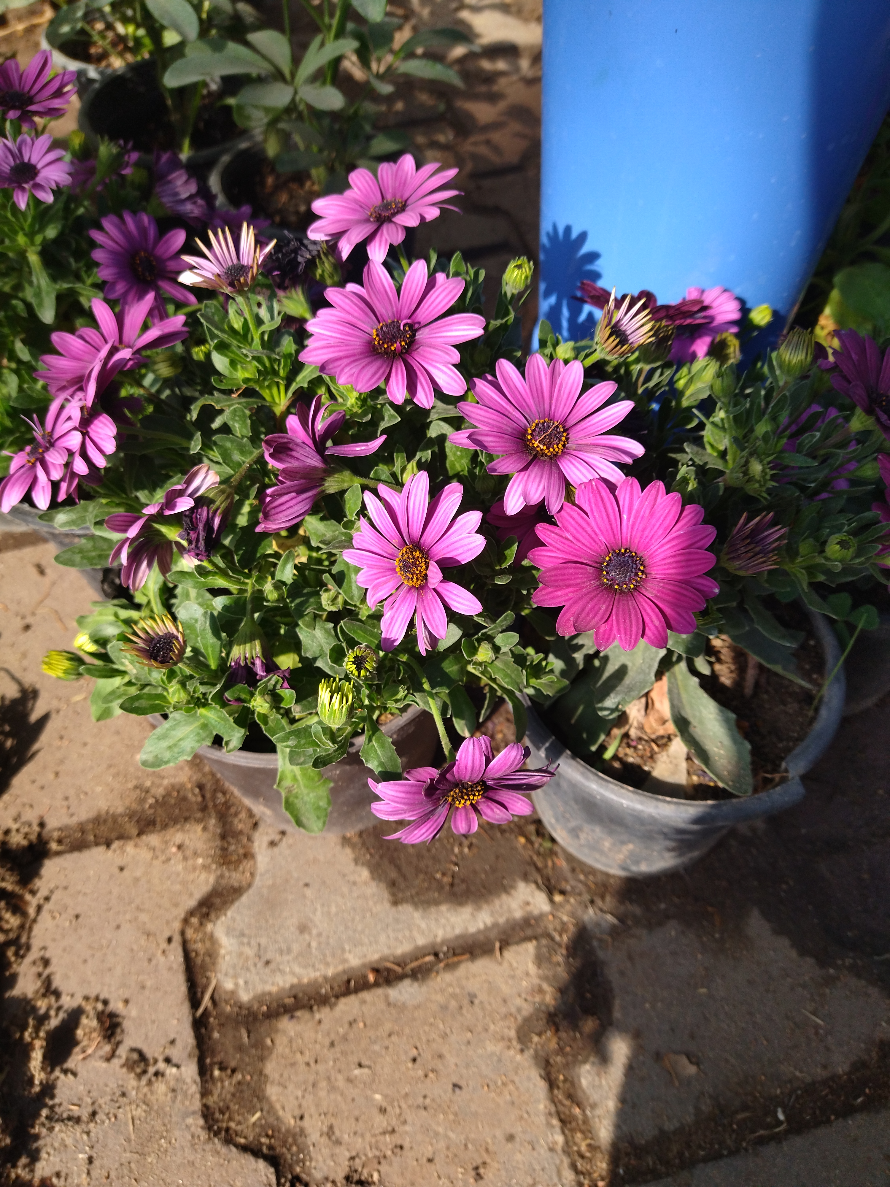 Van Staden's river daisy with vibrant purple flowers in a pot, well-framed and healthy.