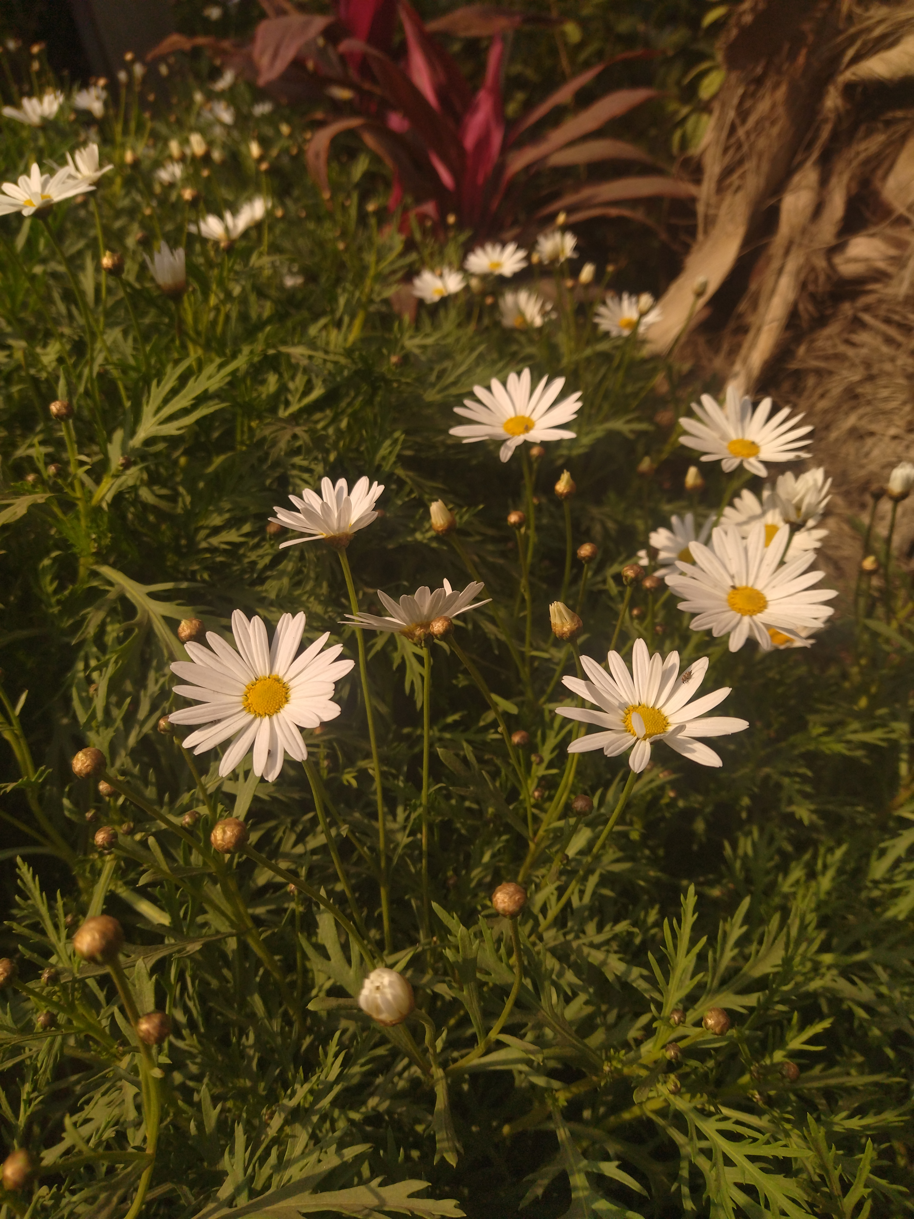 Marguerite Daisy plants with white flowers and yellow centers in a garden setting.