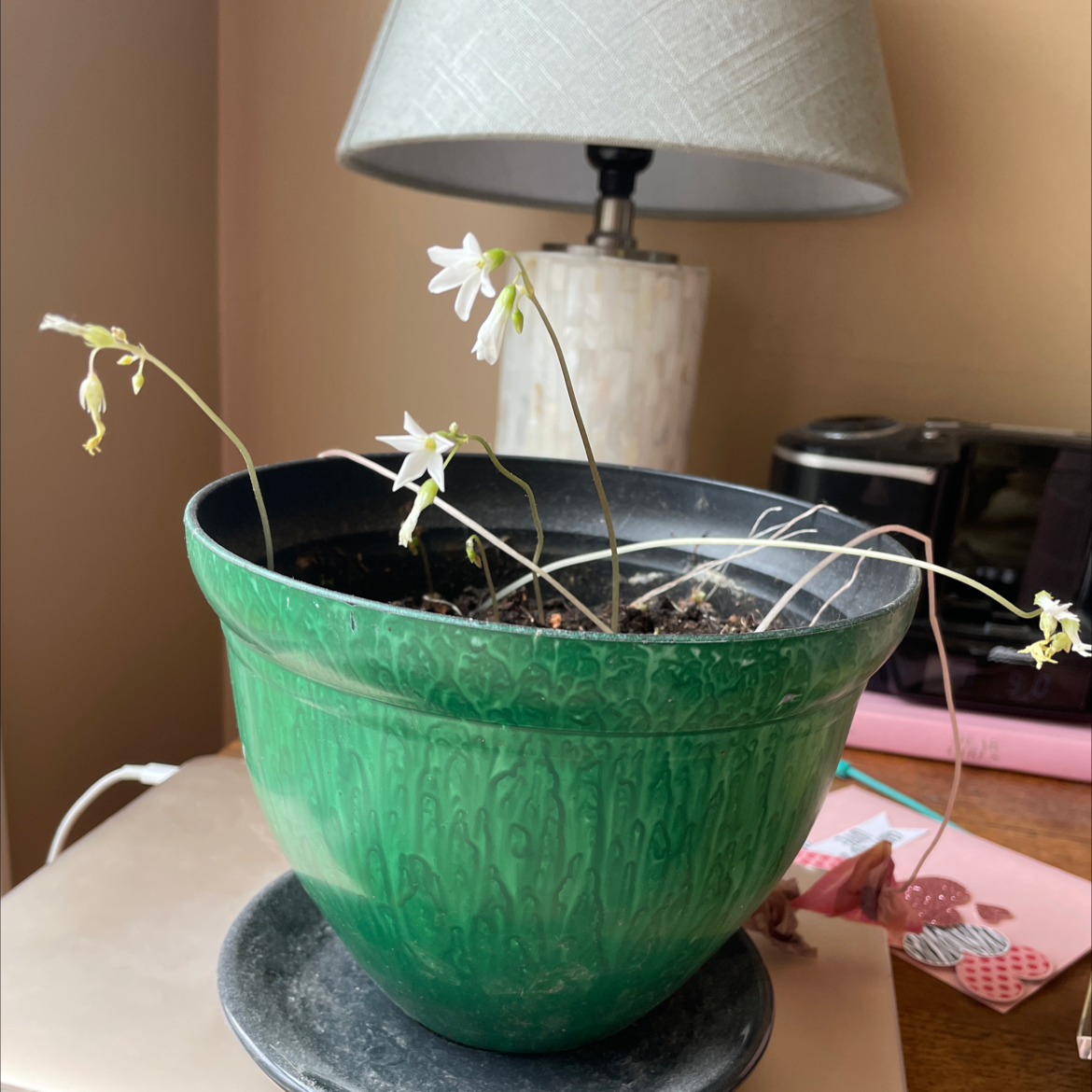 Potted Shamrock plant with white flowers in a green pot, visible soil.