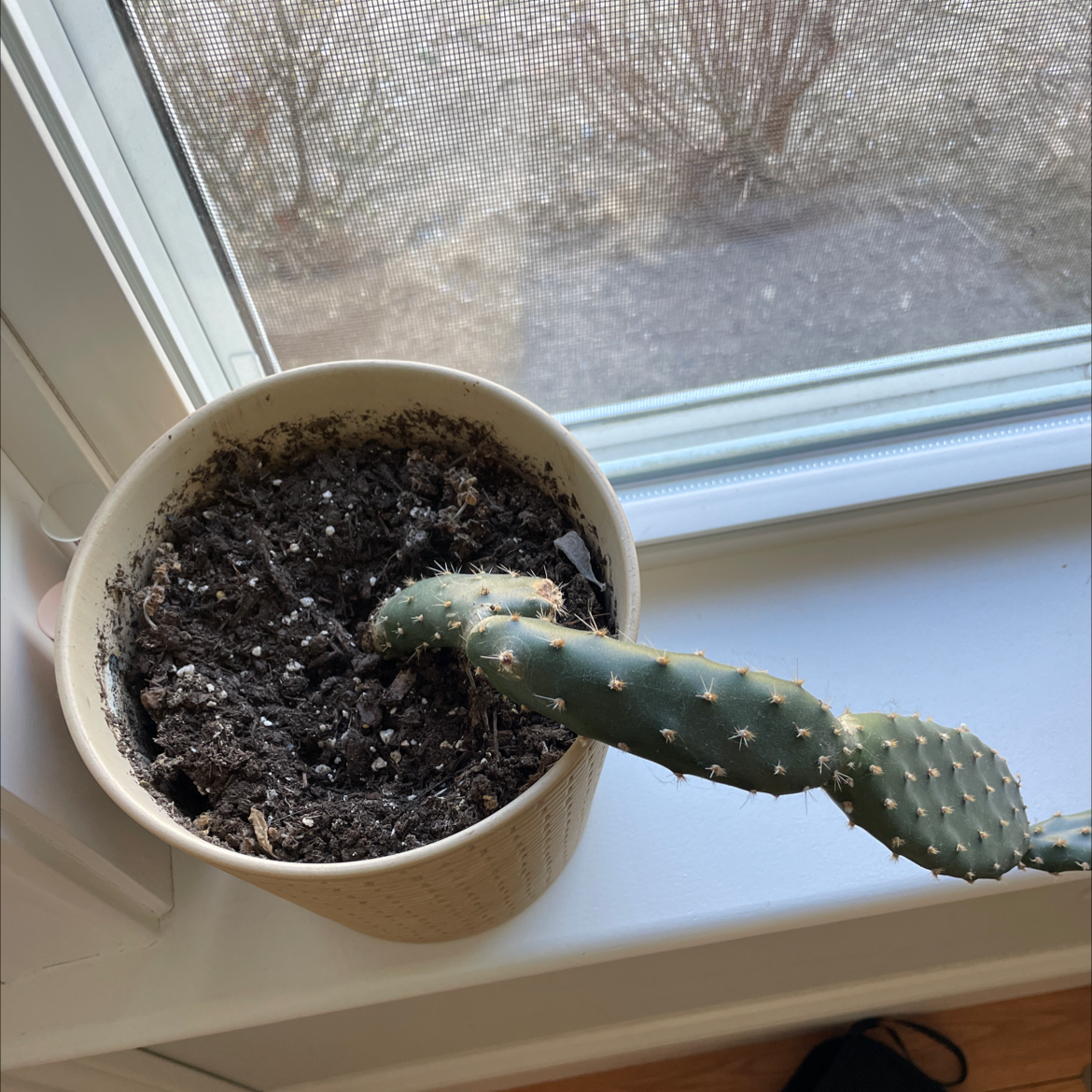 Potted Few-Spined Marble-Seeded Prickly Pear cactus on a windowsill.