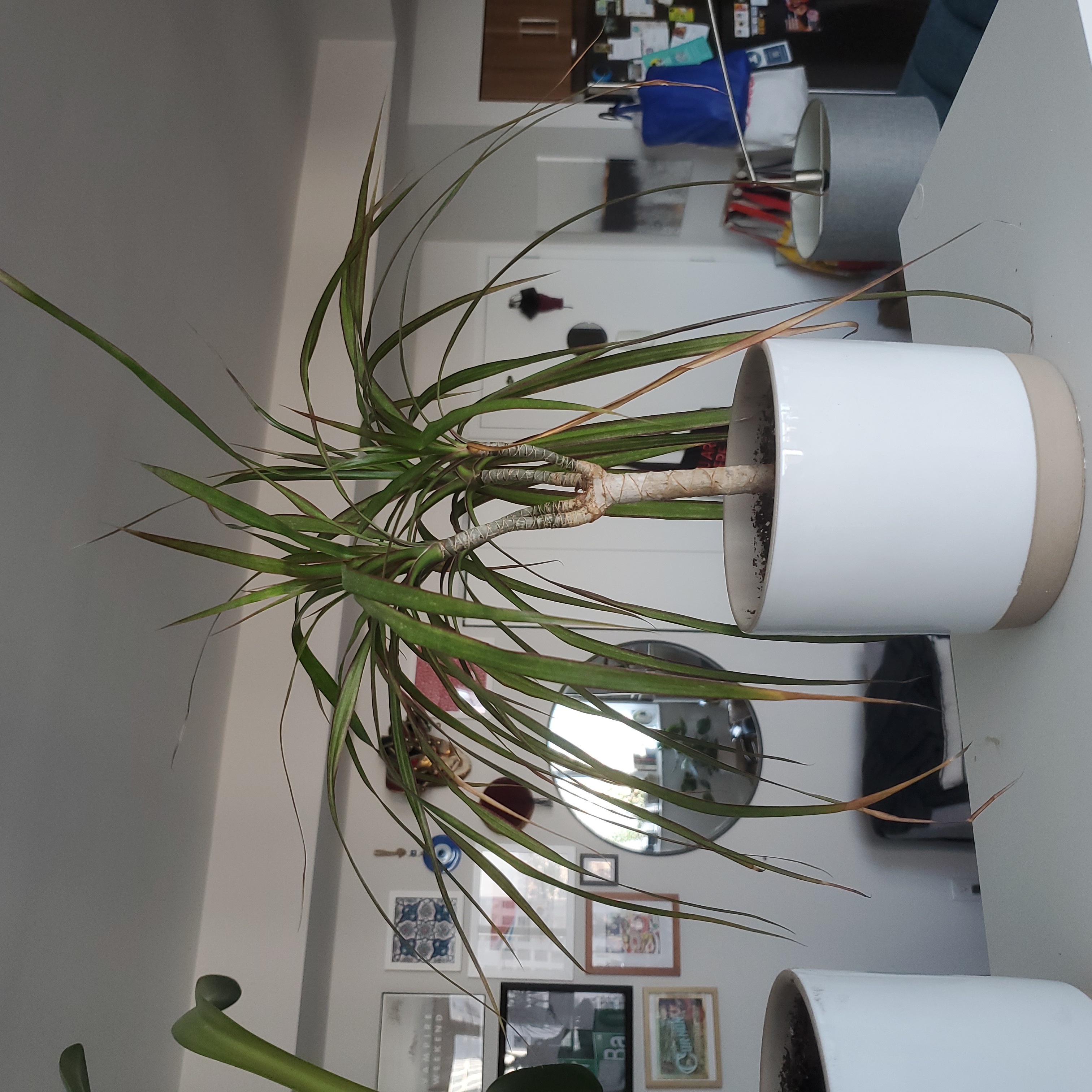 Madagascar Dragon Tree in a white pot with some yellowing and browning leaves, indoor background.