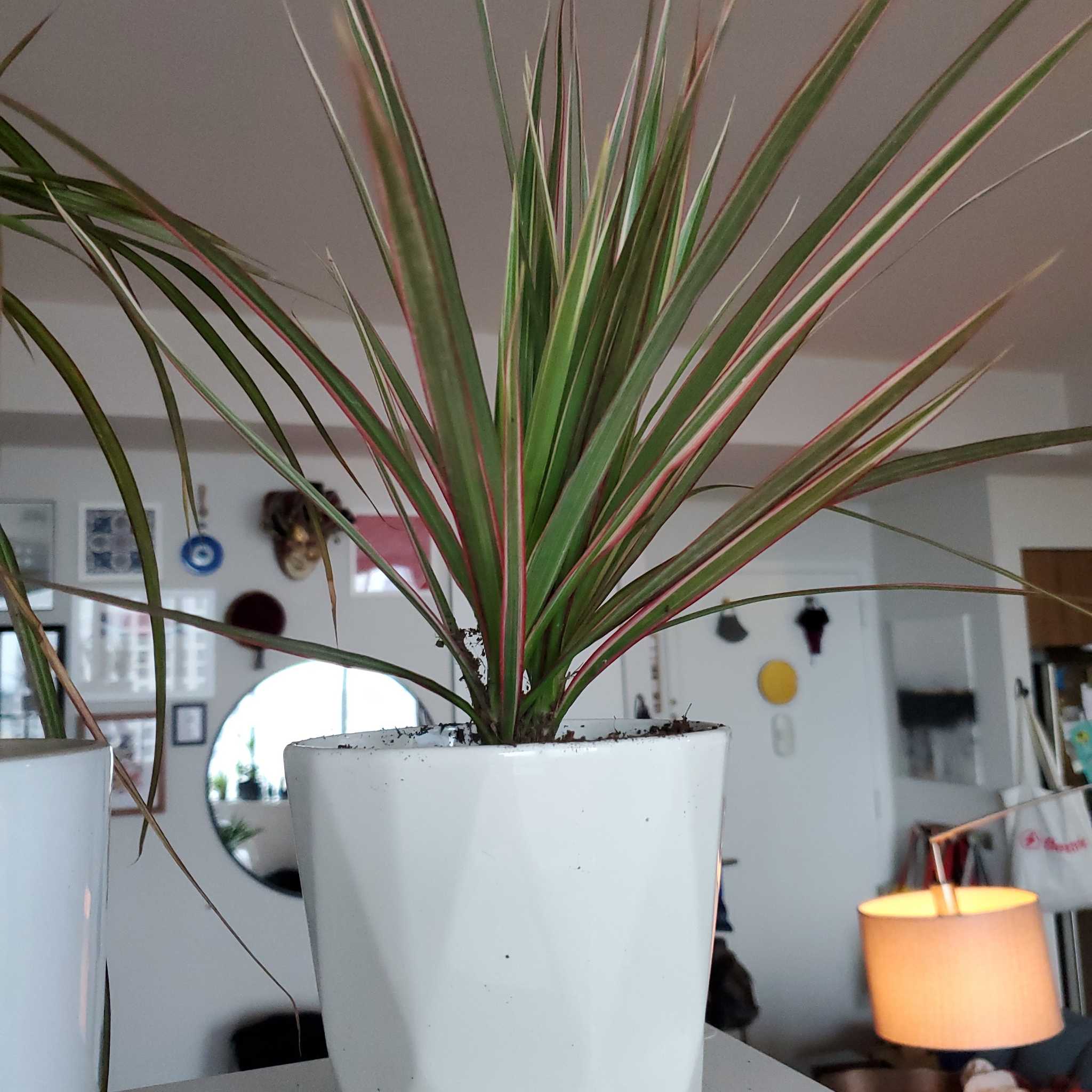 Madagascar Dragon Tree (Dracaena marginata) in a white pot, healthy with green and red-edged leaves.