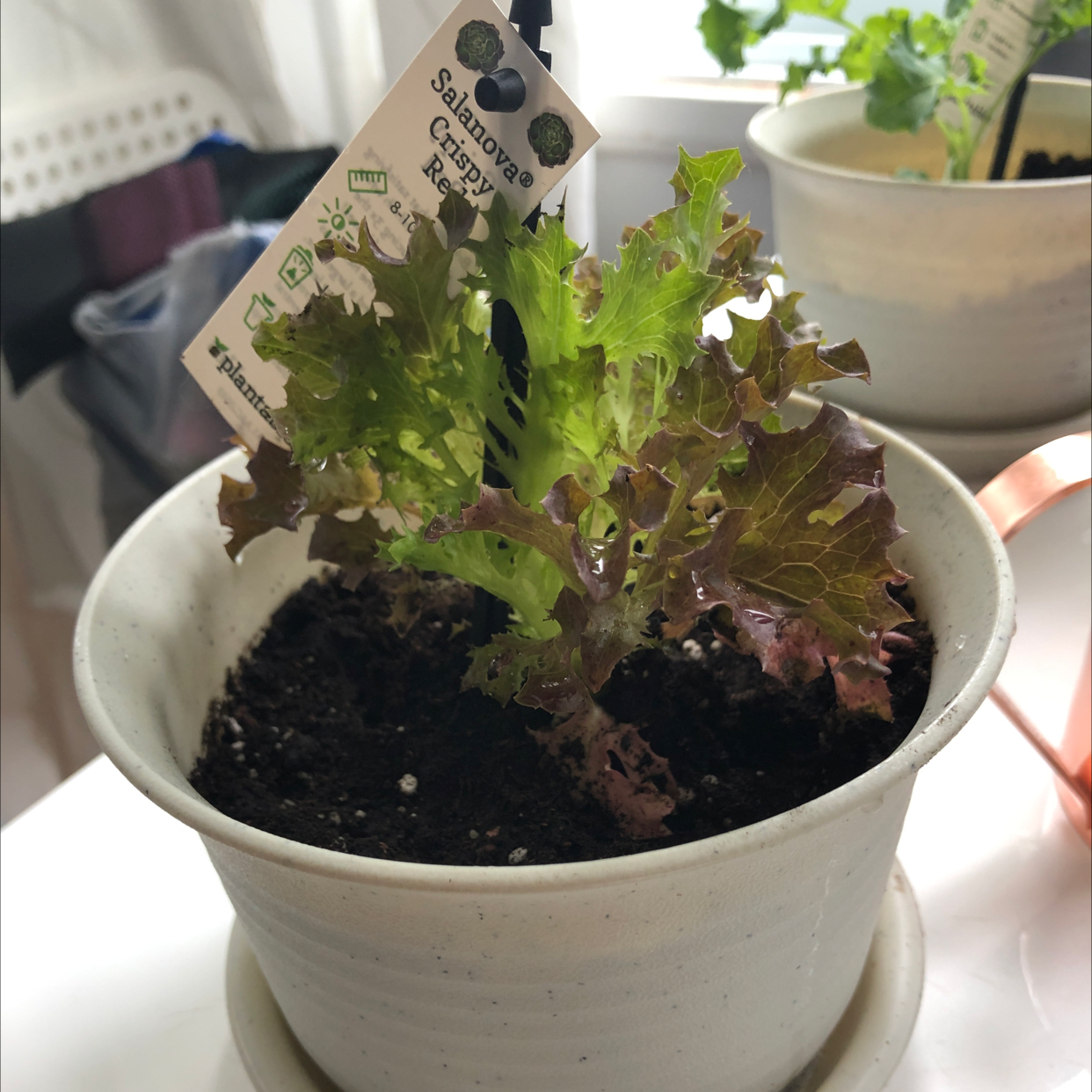 A healthy young garden lettuce plant growing in a small white ceramic pot, with dark moist soil and a hand holding a label marker.