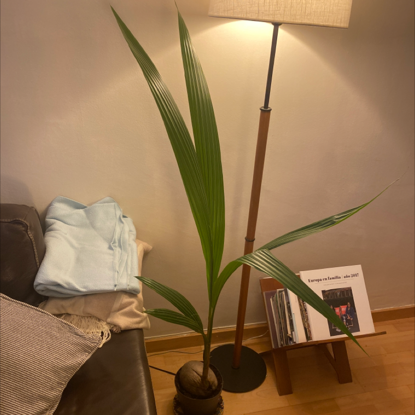 Indoor coconut plant with long green leaves near a lamp and furniture.