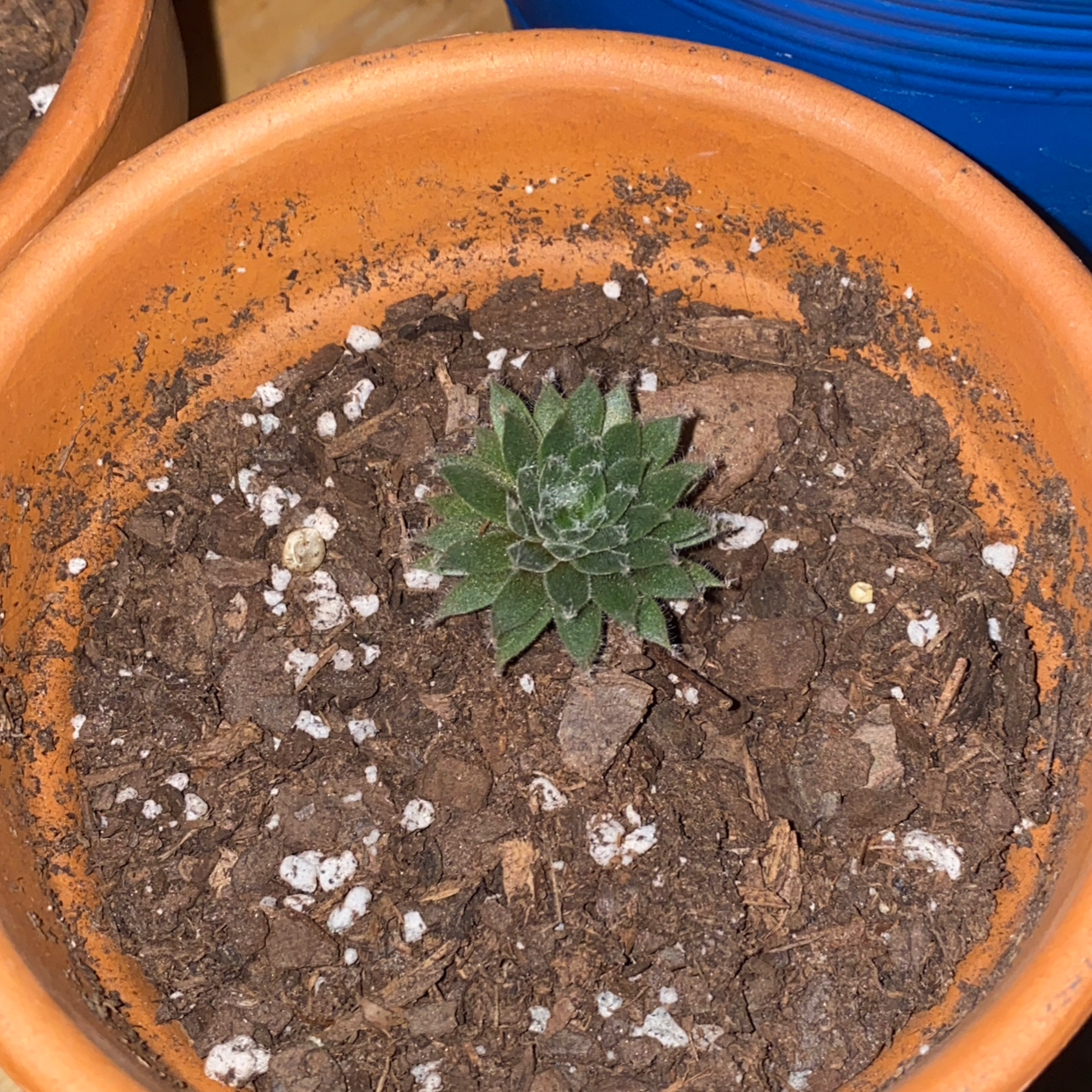 Cobweb Hens and Chicks succulent in a terracotta pot with visible soil.