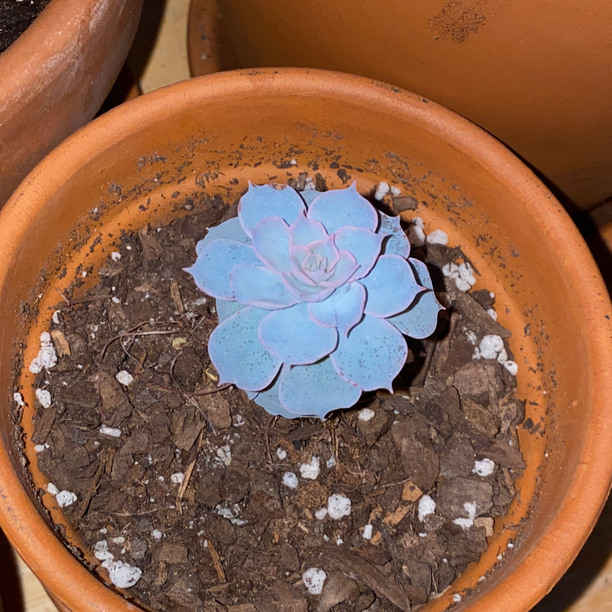 Echeveria 'Lola' succulent in a terracotta pot with visible soil.