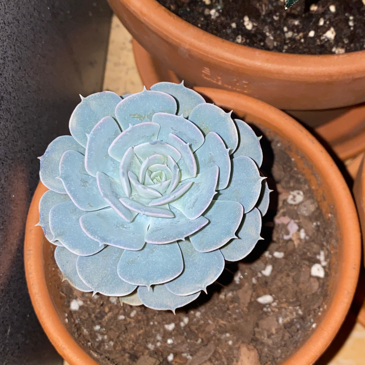 Photo of the plant species Echeveria subalpina perote by Garret named Aria on Greg, the plant care app