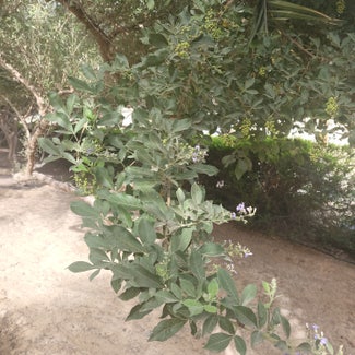 A plant in دبي, دبي