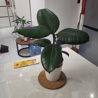 Rubber Plant plant in دبي, دبي