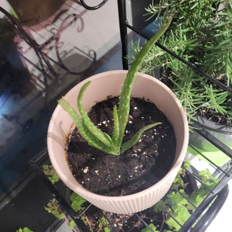 Aloe vera plant in دبي, دبي