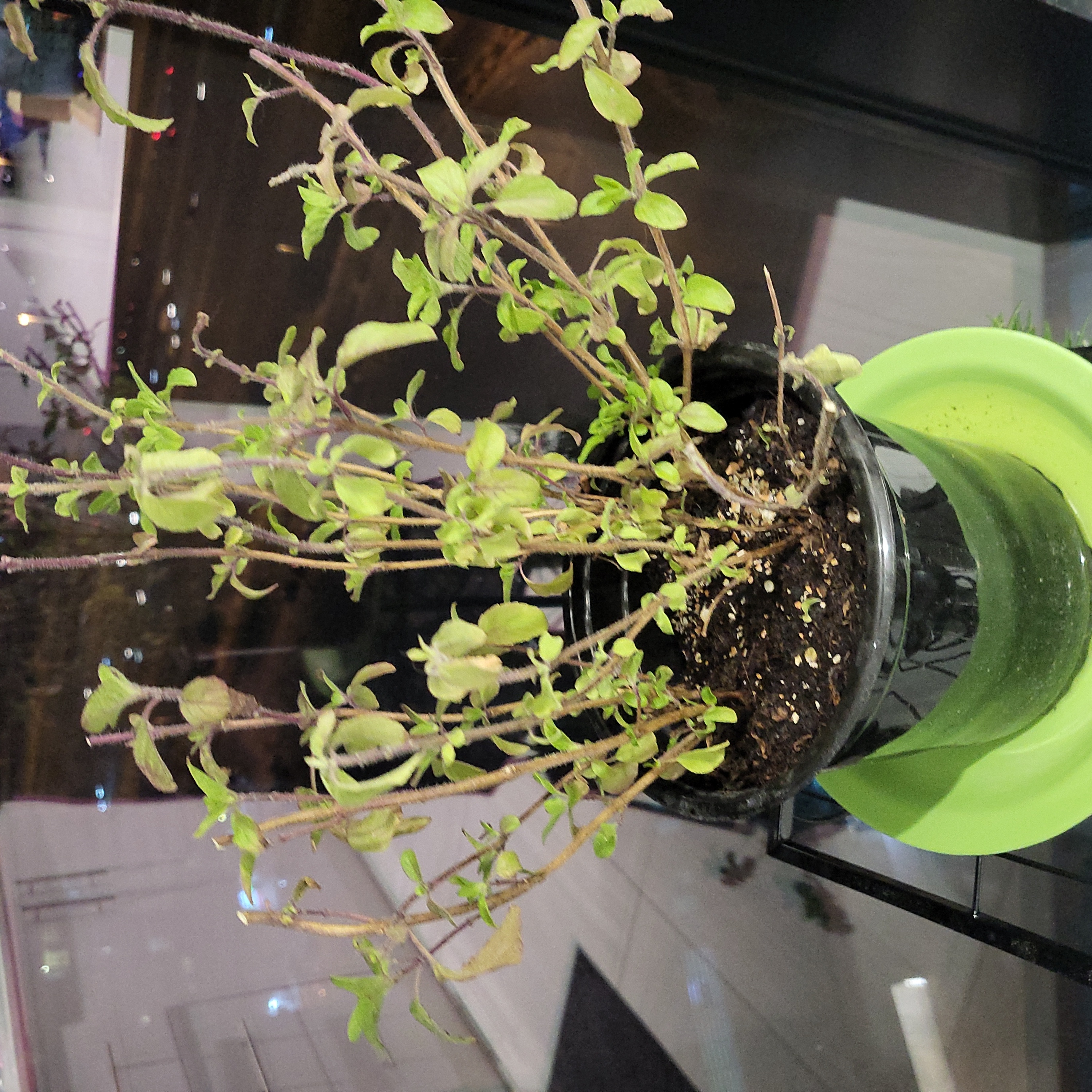 Potted Holy Basil (Tulsi) plant with some wilting leaves on a green saucer.