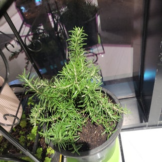 Rosemary plant in دبي, دبي