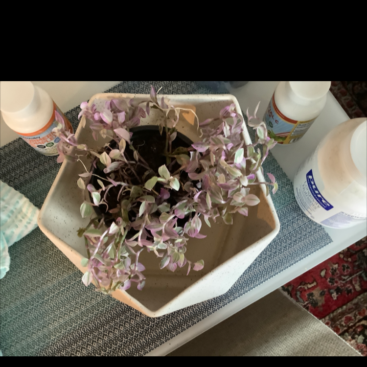 Potted Pink Panther Tradescantia plant with variegated leaves on a table indoors.