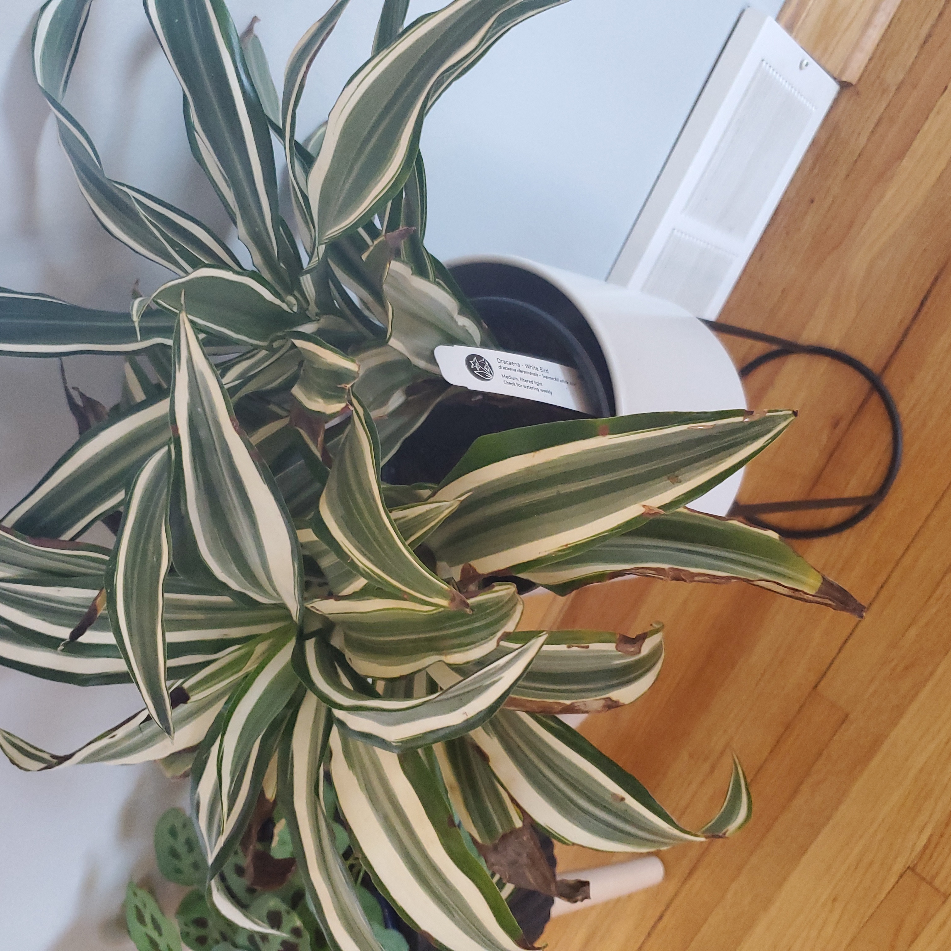 Photo of the plant species Dracaena 'White Bird' by @TycoonQuince named Dracaena on Greg, the plant care app