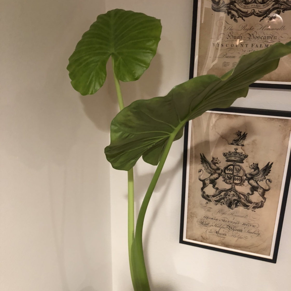 Arrowleaf Elephant Ear plant with large, healthy green leaves, well-framed and centered.