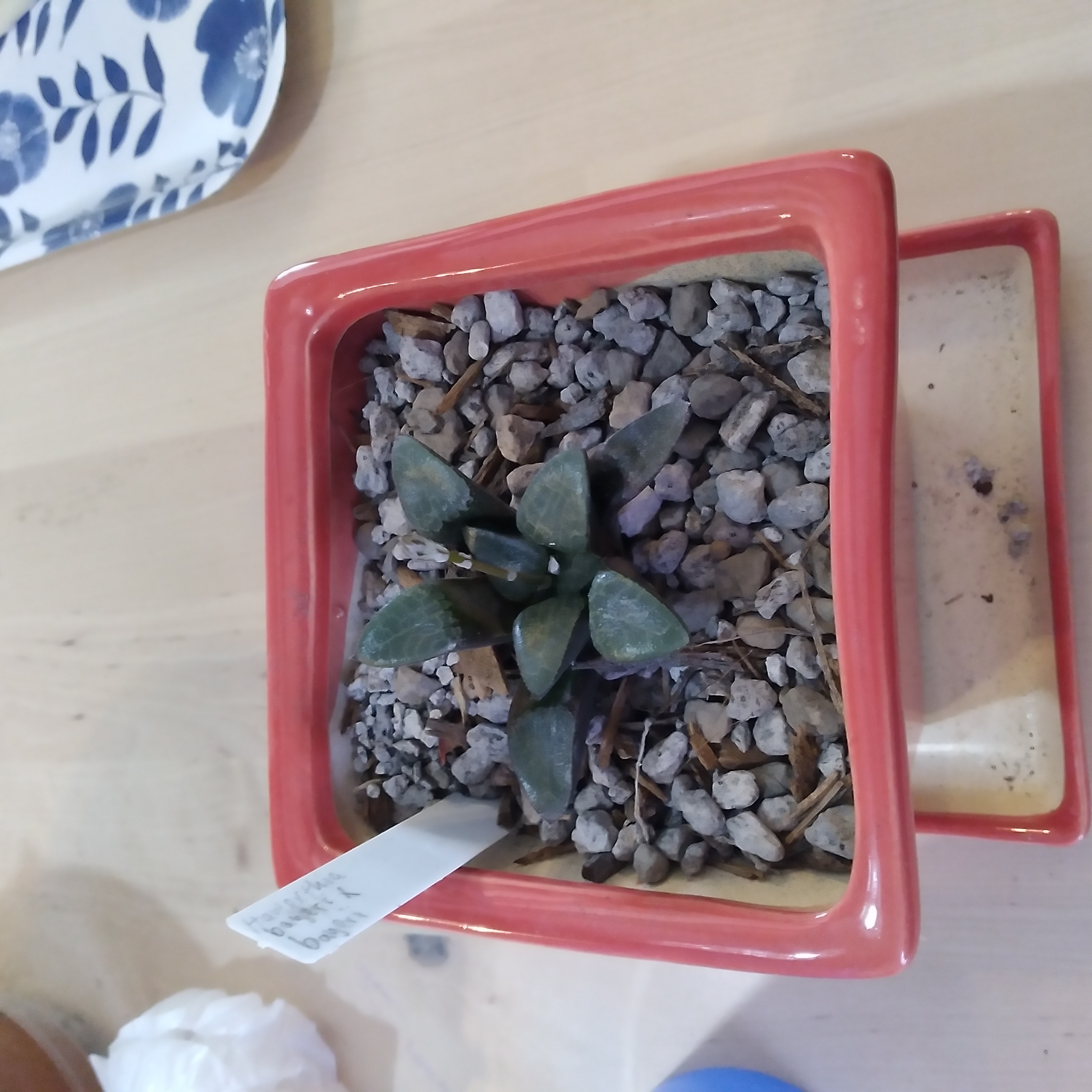 Haworthia bayeri plant in a red square pot with gravelly soil.