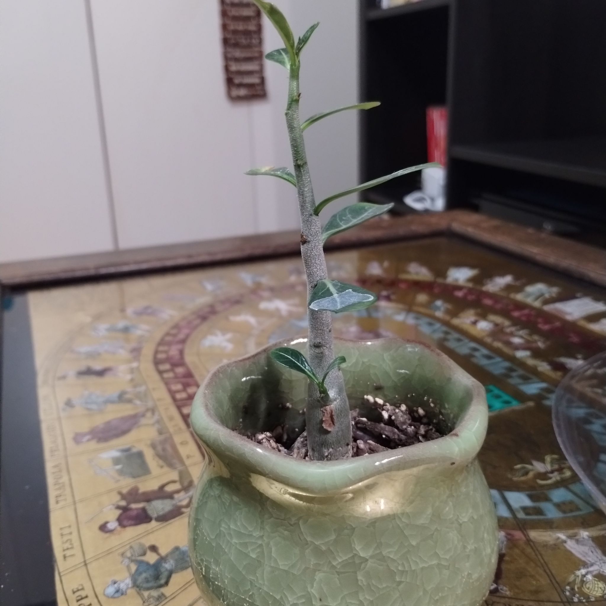 Photo of the plant species Desert Rose by @ComradePlumtree named Antonia on Greg, the plant care app