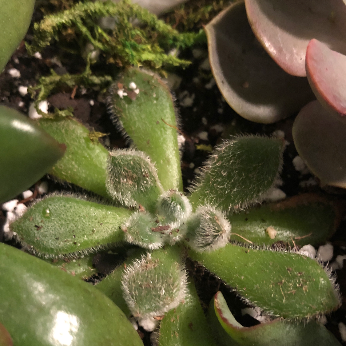 Crassula rogersii plant with fuzzy leaves, surrounded by other succulents.